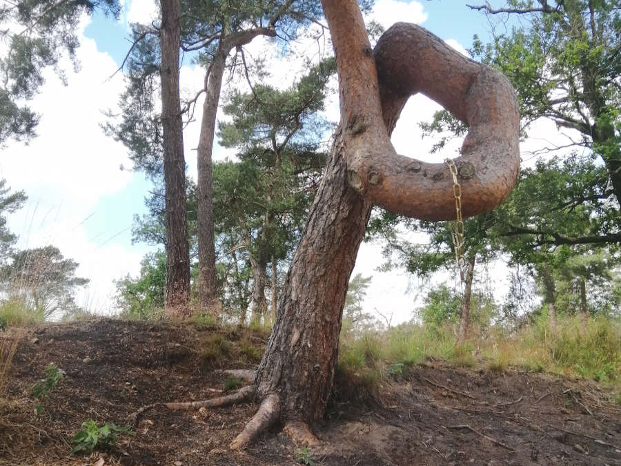 Vreemd gevormde boom in het Weerterbos